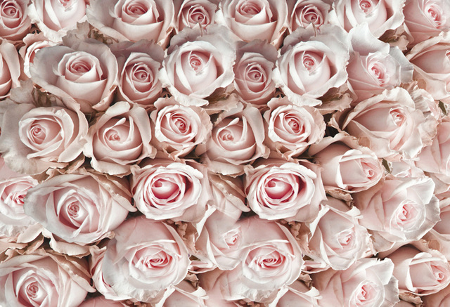 roses_image